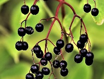 On Tap Oil & Vinegar Elderberry