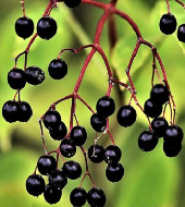 On Tap Oil & Vinegar Elderberry Balsamic Vinegar