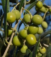 On Tap Oil & Vinegar Chetoui olive oil