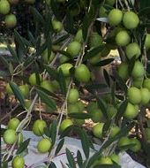 On Tap Oil & Vinegar Cobrancosa olive oil