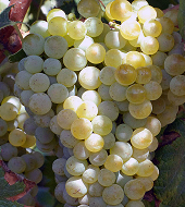 On Tap Oil & Vinegar Organic White Balsamic Vinegar