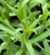 On Tap Oil & Vinegar Tarragon olive oil