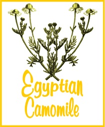 Egyptian Camomile Tea